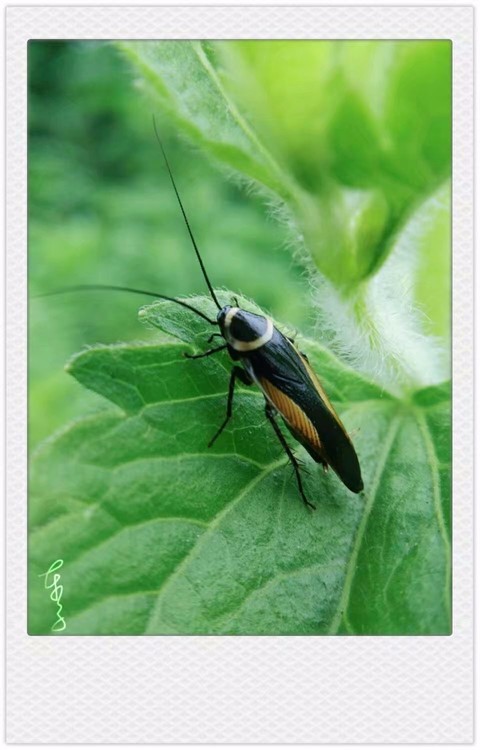 Insect in Green