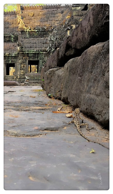 A Gecko in Angkor 
