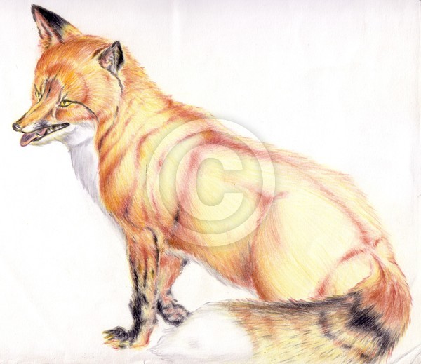 Fox kecil