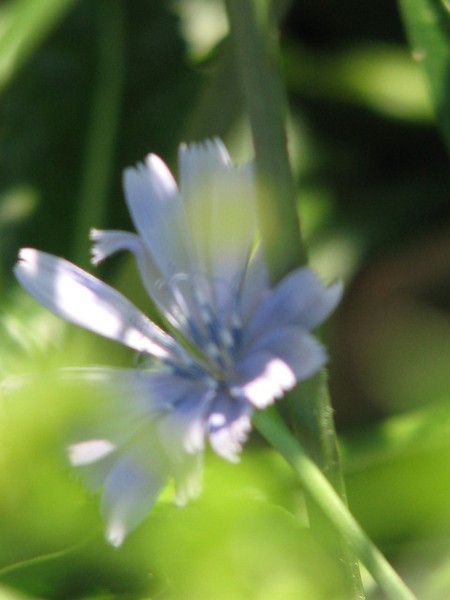 Cornflower