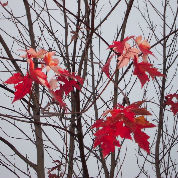 Last days of Autumn