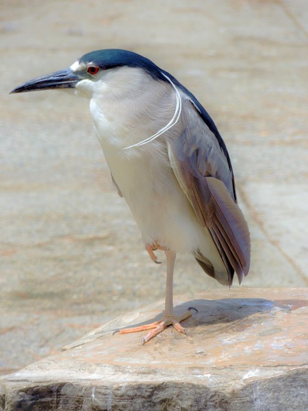 Black Crown Night Heron