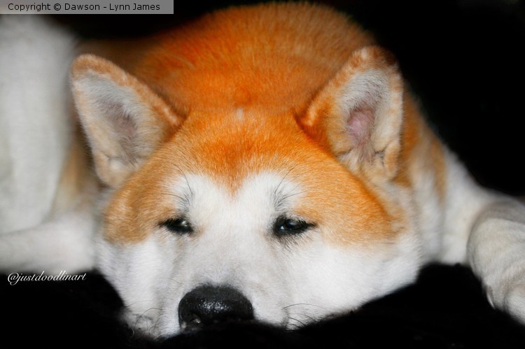 My boy Hachi