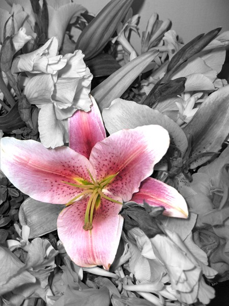 Lily Among Others