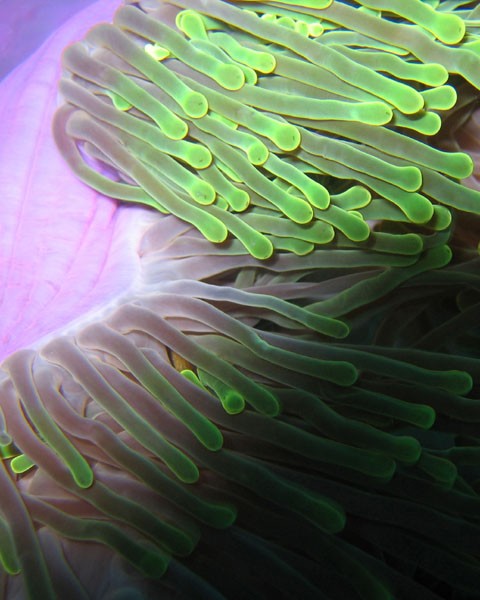 Faru Maldives Anemone