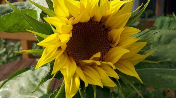 The Accidental Sunflower