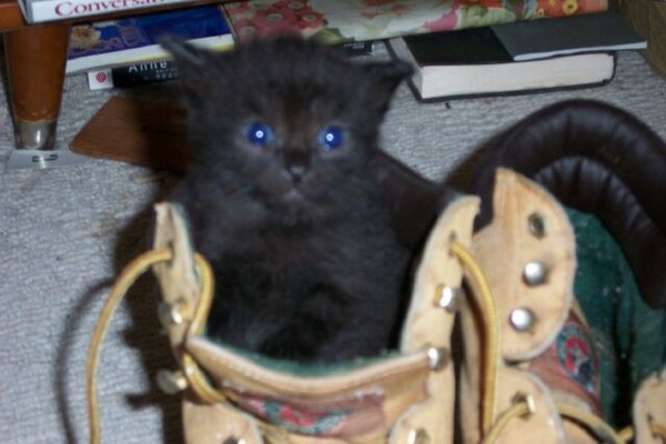 puss n boots 2