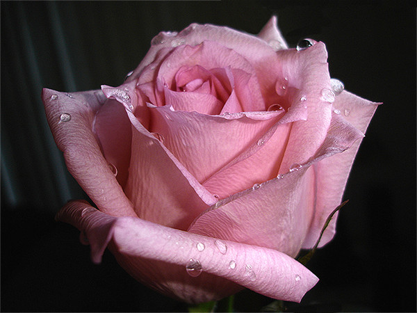 Pink Rose