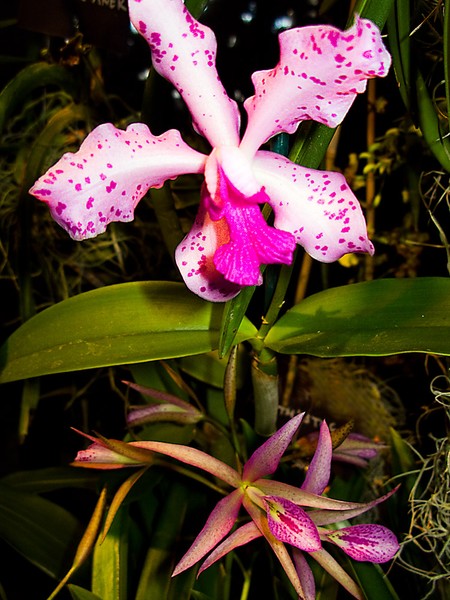Pink Cattelayas