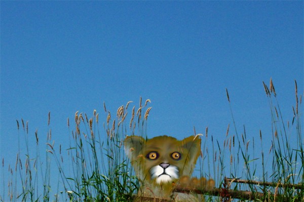 Who's there?