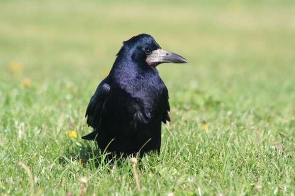 Rook