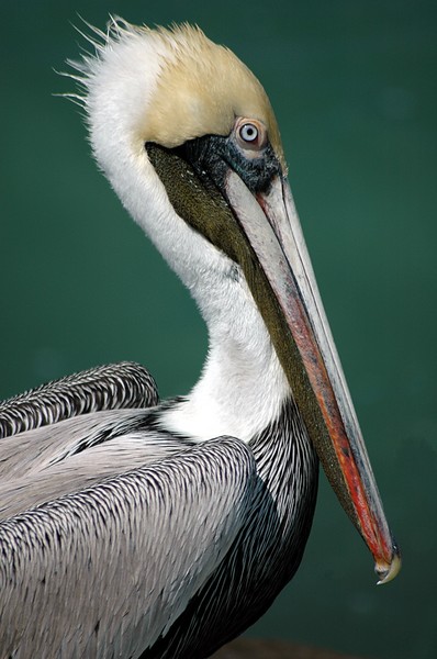 Adult Pelican