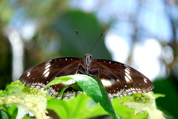 Facing Brown