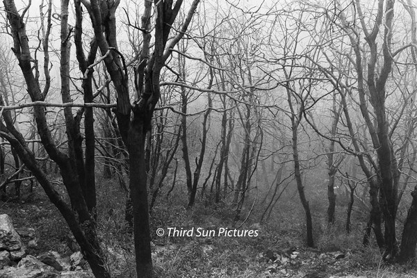 San Bernardino Spooky Woods