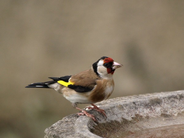Goldfinch 3