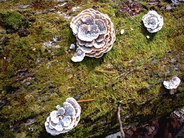 Turkey Tail Fungus