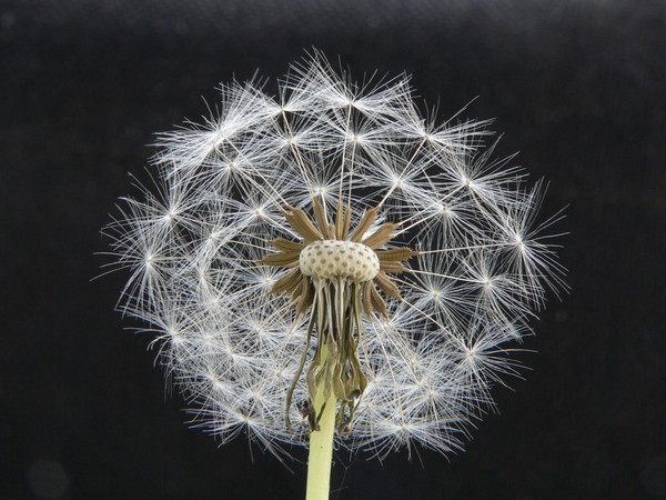 anatomy of a dandelion