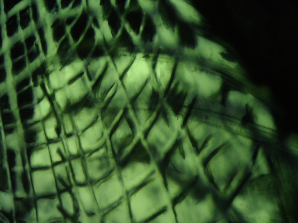 study of a cage