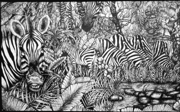 zebras