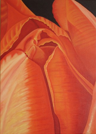 orange tulip