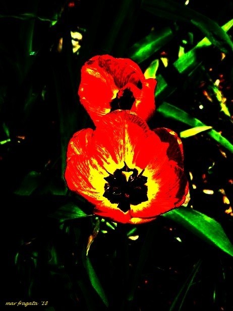 day flower in moonlight