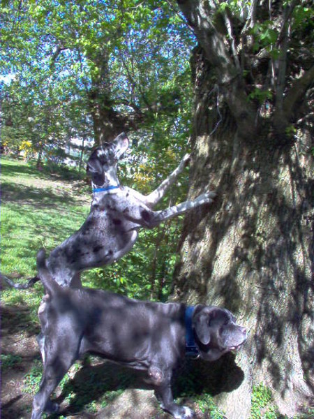 UP A TREE