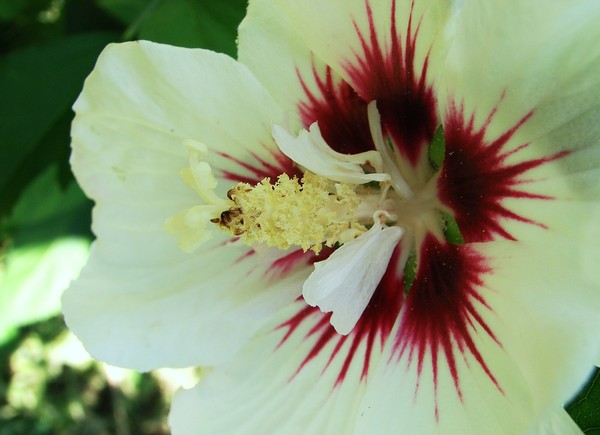 Rose of Sharon