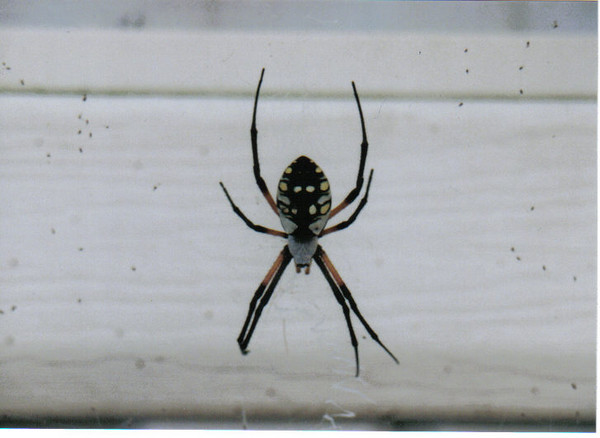 writing spider