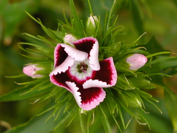Just a summer flower