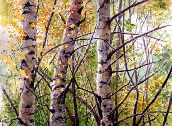 Three Birches 
