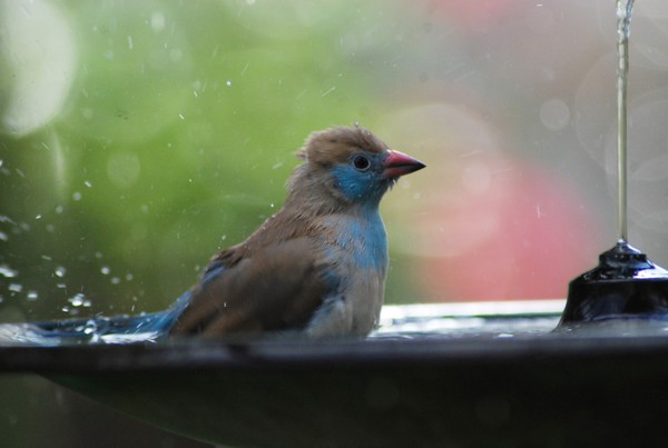 Bird Bath