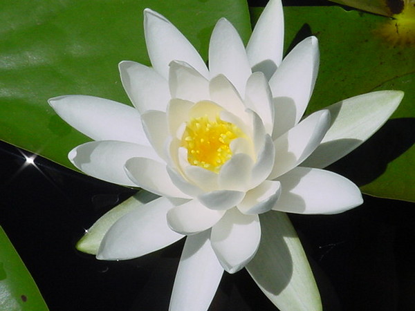 Water Lily 2