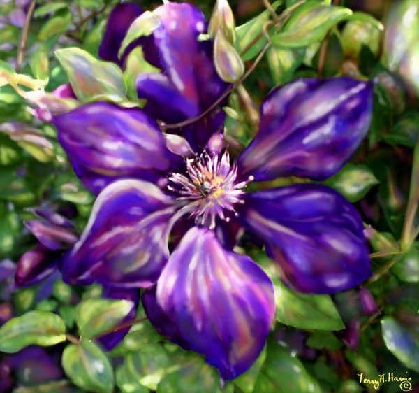 Lovely Passion Flower