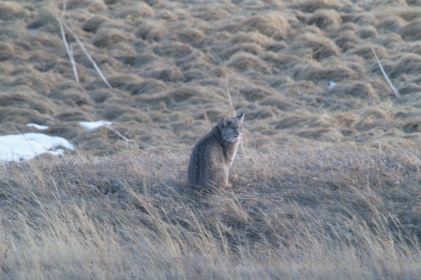American Bobcat