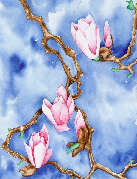 Magnolia Blossoms from my Backyard