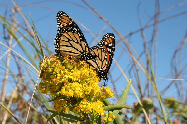 Butterflies