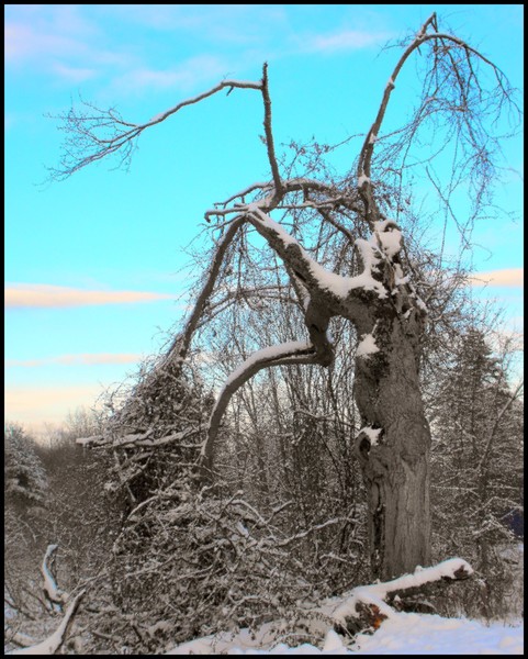 Snow On Old Tree