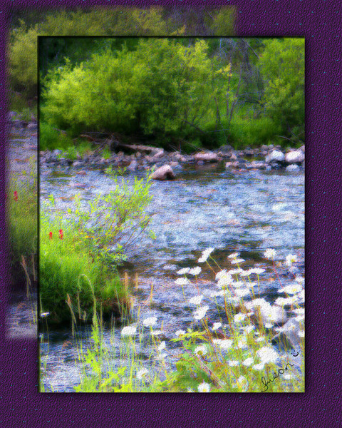 Creek Daisys