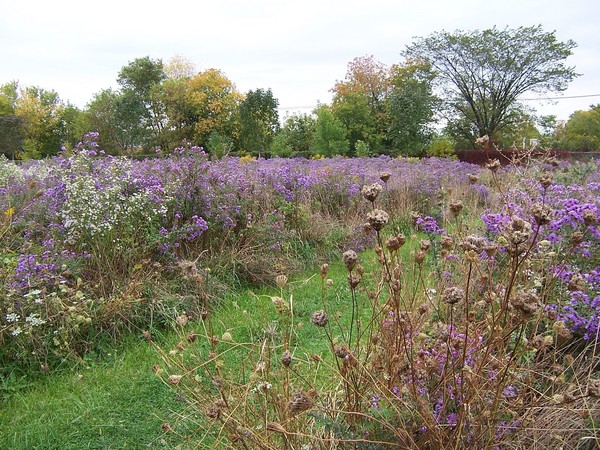Wild Flowers