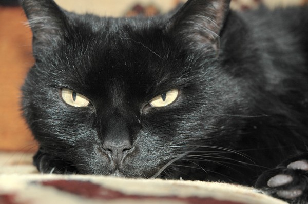 Cats Eyes