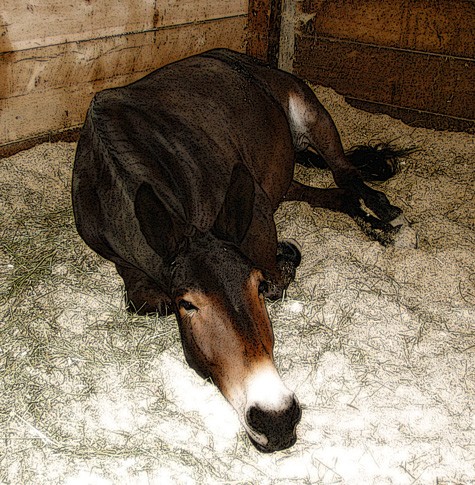 Napping Anna Mae the mule