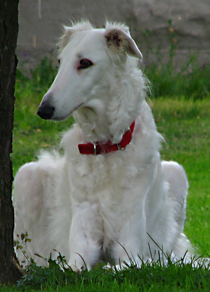 Kira, such a good dog.