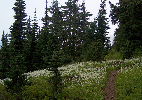 Avalanche Lilies