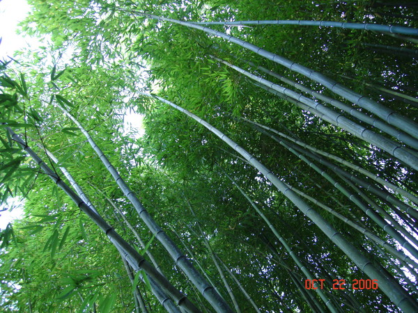 Bamboo Forest