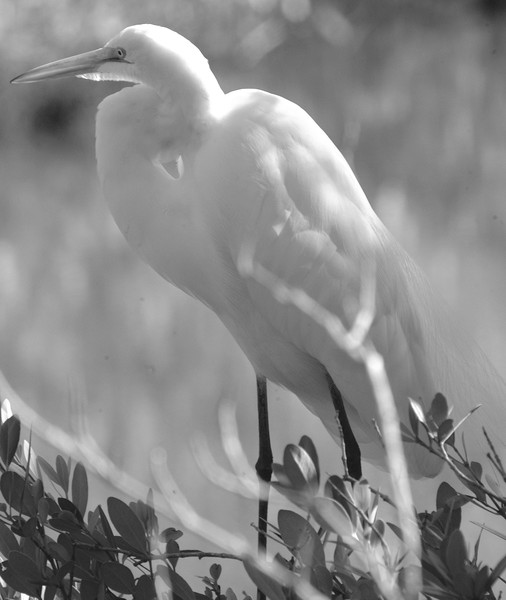 Riverbreeze Black and White Egret