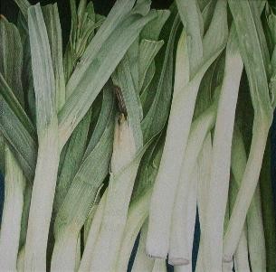 Leek
