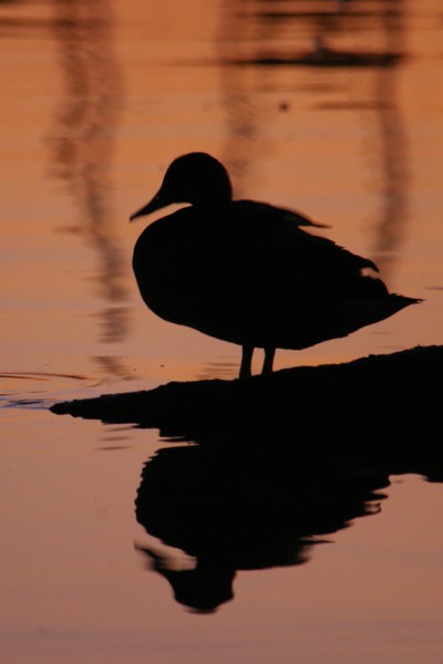 Settled in for Sunset