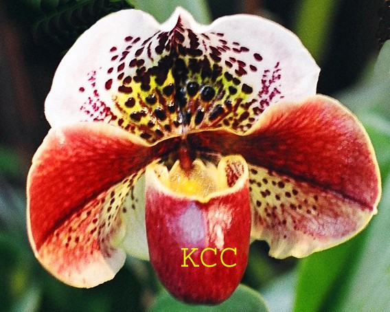 Orchid 5