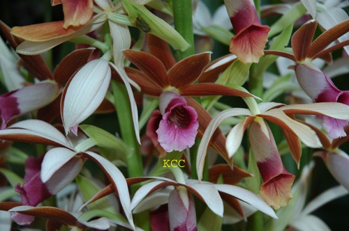 Orchid 12