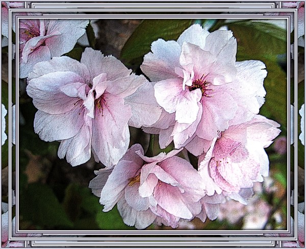 mirror frame blossom